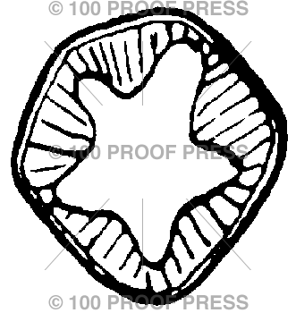 6316 Twig Cross Section 2