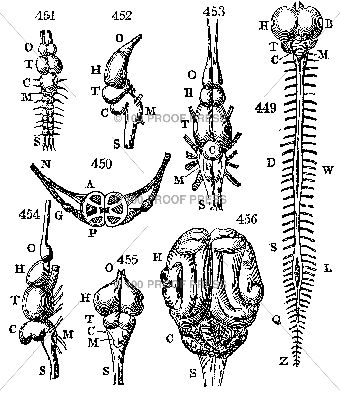 6335 Spine and Ganglion Diagram