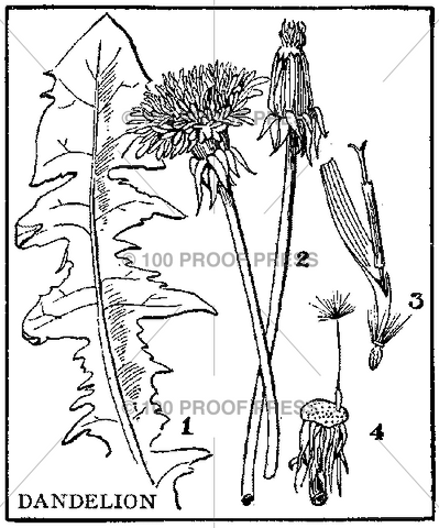 6337 Dandelion Diagram