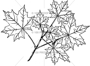 6364 Leafy Branch