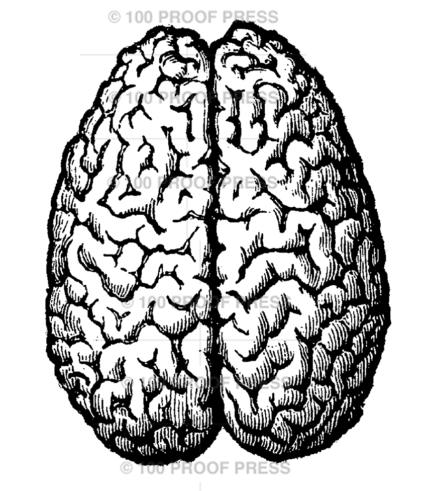 6552 Large Brain
