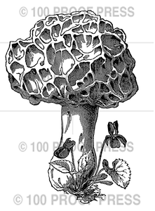 6652 Larger Morel Stamp