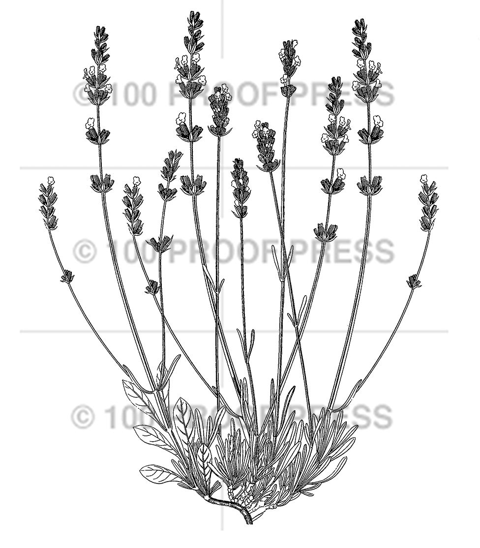 6694 Lavender Plant