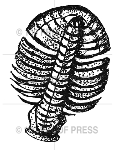 6734 Trilobite