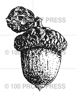 6751 Acorn