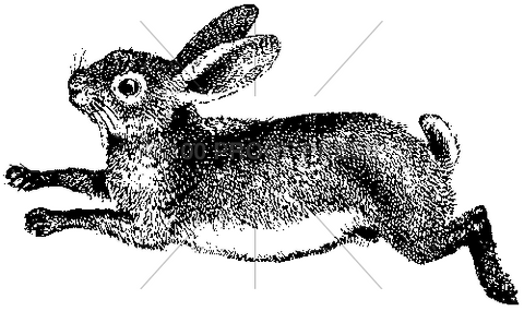 Running Rabbit Sketch