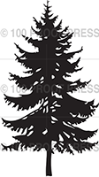 6807 Spruce Tree