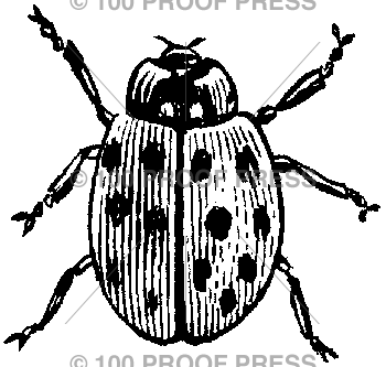 682 Spotted Beetle