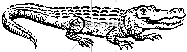 946 Cartoony Crocodile