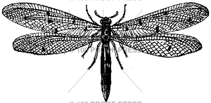 948 Large Winged Bug