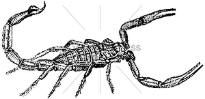 965 Scorpion